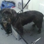 essex dog grooming 74