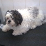 essex dog grooming 75