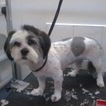 essex dog grooming 76