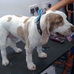 essex dog grooming 78