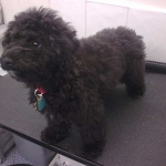 essex dog grooming 79