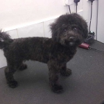 essex dog grooming 80