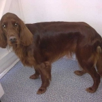 essex dog grooming 81