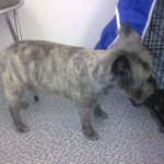 essex dog grooming 83