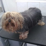 essex dog grooming 84
