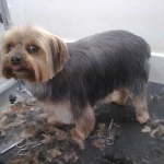 essex dog grooming 85