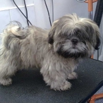 essex dog grooming 86