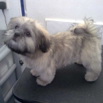 essex dog grooming 87