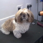 essex dog grooming 88