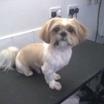 essex dog grooming 89