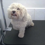 essex dog grooming 90