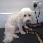 essex dog grooming 91