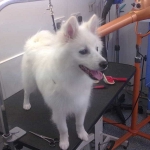 essex dog grooming 93