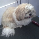 essex dog grooming 94