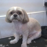 essex dog grooming 95
