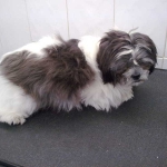 essex dog grooming 96