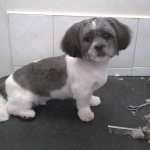 essex dog grooming 97