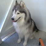 essex dog grooming 98