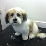 puppy grooming 1