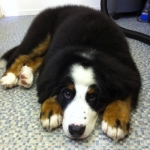 puppy grooming 2