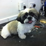 puppy grooming 3