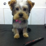 puppy grooming 4