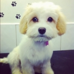 puppy grooming 5