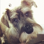 puppy grooming 6