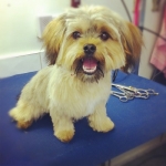 puppy grooming 7