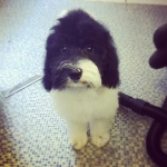 puppy grooming 8